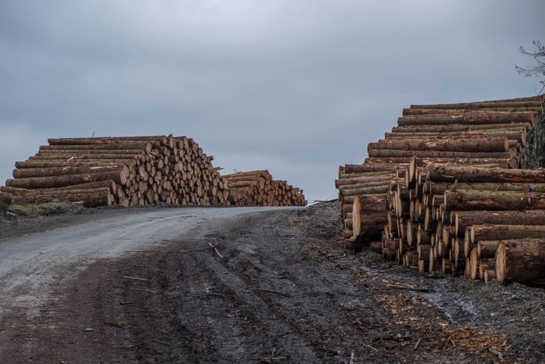 sean mcgee 555145 unsplash scaled.jpg