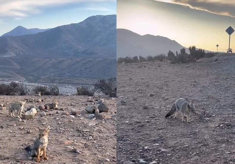 Zorros chilla en atacama.jpg