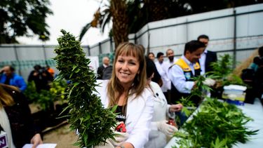 El Desconcierto | Cosecha marihuana 3 A1 1.jpg