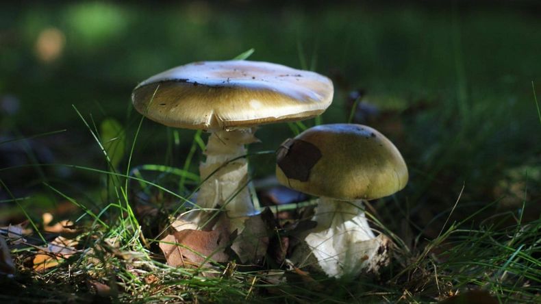 nueva web Amanita phalloides Chris Valdes 1.jpg