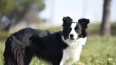 Su perro mordió a niño de 13 años en ascensor de edificio de Ñuñoa: Deberá pagar $200 mil a los padres y multa de 1 UTM