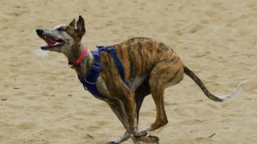 Trabajadora fue mordida por 6 perros guardianes al ingresar a sus labores: Empresa deberá indemnizarla con $10 millones