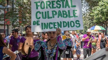 Piden al Consejo de Defensa del Estado investigar relación del modelo forestal con incendios forestales