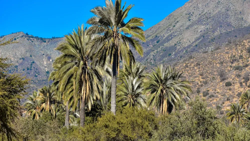 Detectan 416 obras irregulares cercanas al Parque Nacional La Campana, hogar de la palma chilena en peligro de extinción