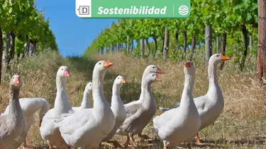 Los 160 gansos que recorren la Viña Cono Sur hace más de 20 años para controlar plagas sin ocupar pesticidas