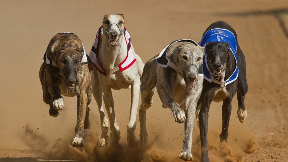 Carreras de perros galgos.