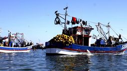 Trabajadores Pesqueros piden a autoridades impedir colusión en licitaciones con rol de FNE