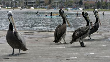Influenza aviar llega a Región de Valparaíso: Pelícano es encontrado en una playa