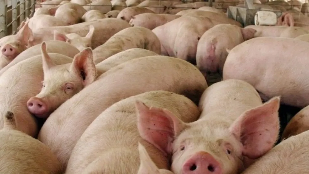 ¿Freirina en la Región Metropolitana? Vecinos acuden a justicia por olor fétido y moscas de criaderos de cerdos