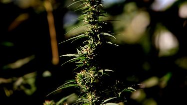A favor de su uso terapéutico: Argentina aprueba proyecto que permite acceder a medicamentos en base a cannabis