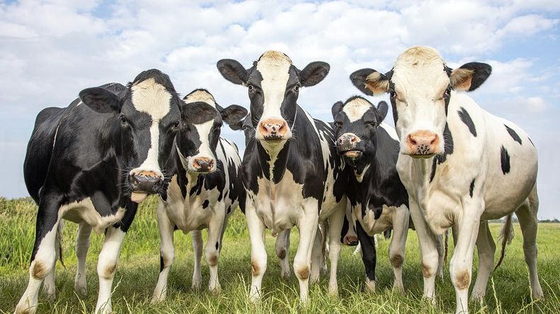 Vacas gas metano.jpg