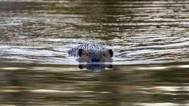 El desconcierto | 19342 02 castor canadiense baja.webp