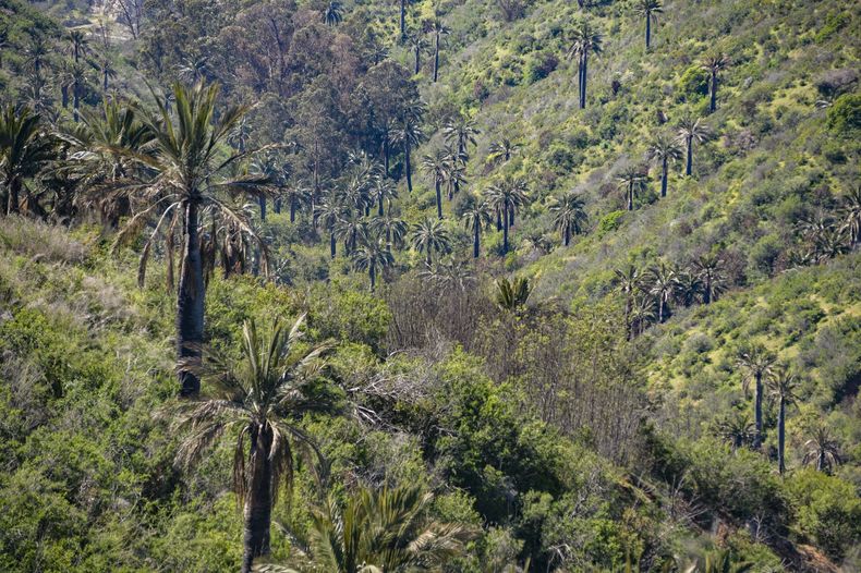 Palmar en Chile scaled.jpg