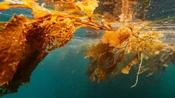 Alimento del futuro: cómo el cochayuyo fermentado con hongos genera proteína que usa 15 veces menos agua que la carne