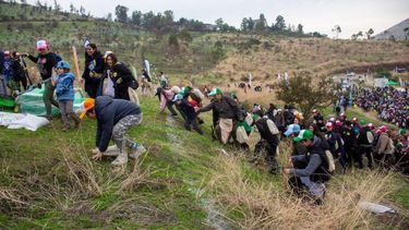 Masiva reforestación de Parque Metropolitano Cerros de Renca: 2 mil personas plantan 2 mil árboles