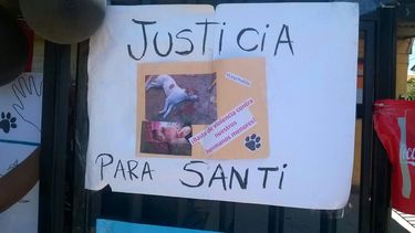 Lo mataron como a Cholito: Nuevo caso de maltrato animal en Ovalle
