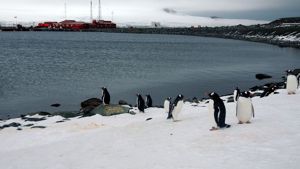 Chile recibe a 1.300 científicos capos sobre ciencia antártica en encuentro mundial