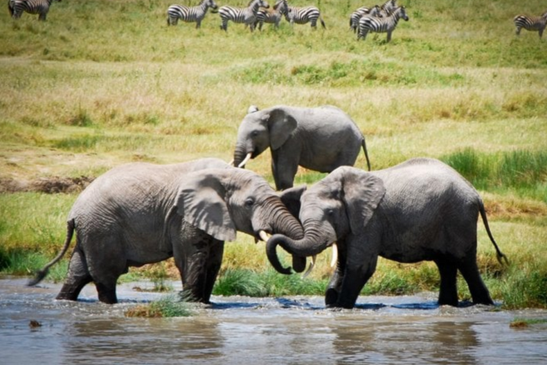 elefantes de colmillos de mas de 40 kl peligran en tanzania tras conceder mas licencias de caza.png