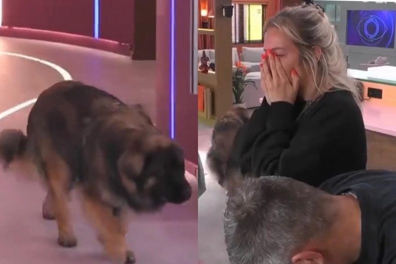 video cuando gh holanda entro mascota de participante si reaccionaba era eliminada e1695329395133.jpeg