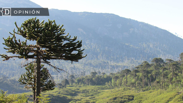 El Desconcierto | Paisaje de Chile. Joaquin Ortiz Ecosur.png
