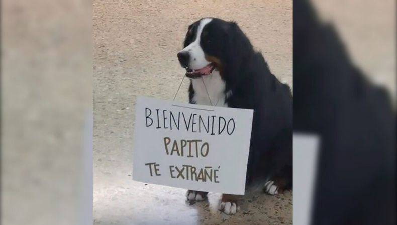 21 214018_5q08_perrito aeropuerto 880x500 1.jpg