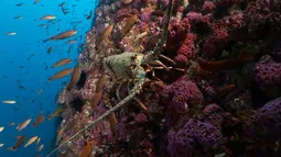 Gobierno aprueba creación de Parques Mar Juan Fernández II y Nazca Desventuras II: Chile supera el 50% de protección de su océano