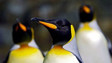 Pingüino emperador en peligro de extinción por crisis climática - Agencia EFE