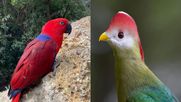 Parque Tricao luce hermoso colorido de aves en Fiestas Patrias - Gentileza Parque Tricao