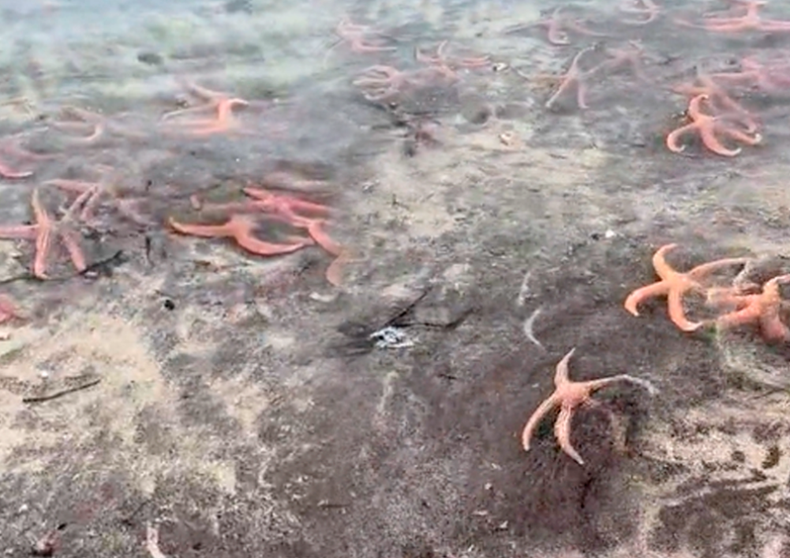 Estrellas de mar.png