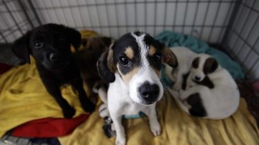Colombia estudia propuesta para aprobar productos veterinarios a base de cannabis
