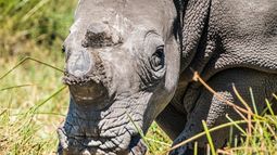 Tráfico de fauna silvestre: El negocio ilícito más lucrativo para el crimen organizado