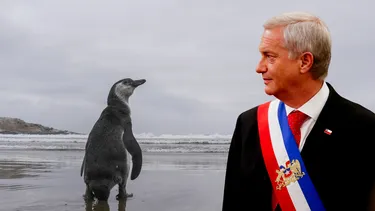 El Desconcierto | 31287 kast pinguino.webp