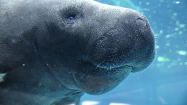 El Desconcierto | manatee .jpg