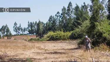 El Desconcierto | 12357 mujer mayor en el campo.webp