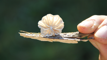 Poderes ocultos del reino fungi: Crece el uso de hongos para restauración ambiental, salud mental y alimentación