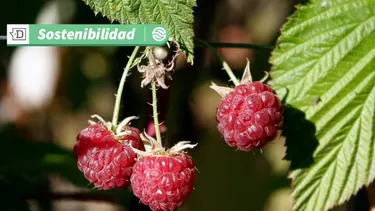 ¿Cambiarán para siempre las frambuesas?: Advierten que aumento de temperatura podría disminuir la vitamina C