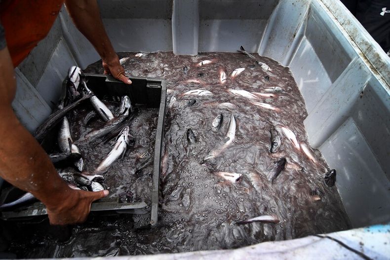 Nueva Ley de pesca.jpg