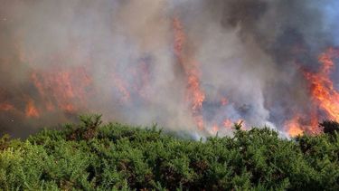 Partido Ecologista Verde exige que los desastres naturales sean parte de una política nacional de seguridad ecológica