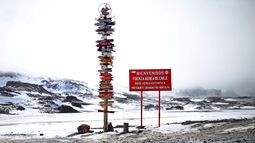 Por primera vez confirman presencia de gripe aviar en la Antártida