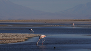Salar de Atacama.