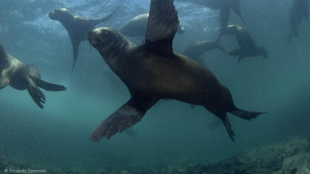 MMA compromete propuesta de polígono que crea Área Marina Archipiélago de Humboldt