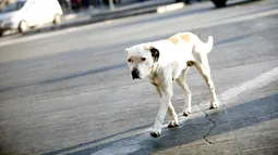 Ataque de perros a pareja en motel terminó en tribunales: Suprema ordena a la empresa pagar $41 millones a huéspedes
