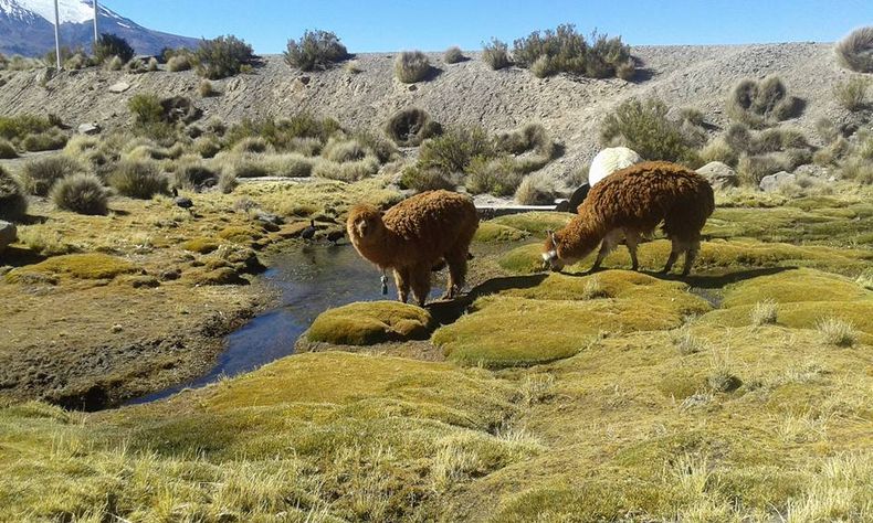altiplano4_PNoe.jpg