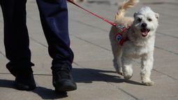 Tribunal colombiano reconoce a perrita miembro de una familia y reguló régimen de visitas