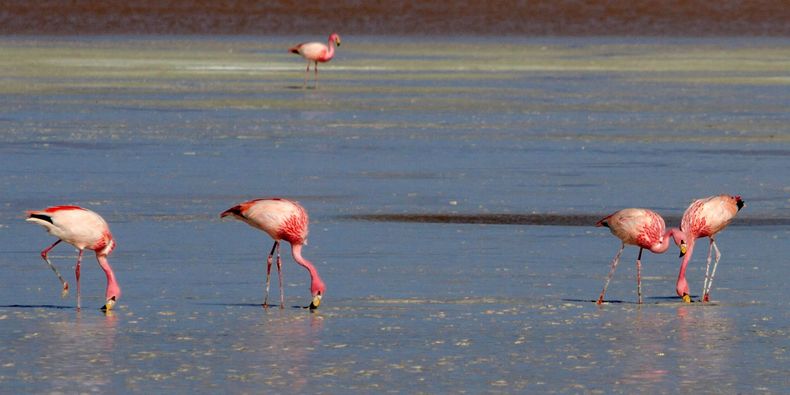 Flamencos scaled.jpg