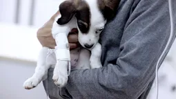 Dueña de mascota funó en redes a veterinaria por supuesto error de diagnóstico: Corte ordena eliminar publicaciones ofensivas