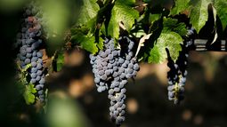 El mejor vino chileno del mundo: De Puente Alto, con 4,5 mill de cajas con principal destino en Brasil