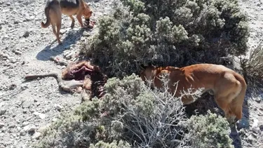 El Desconcierto | 26946 perros matan a un guanaco en el parque llanos de challe.webp