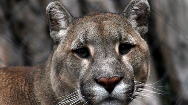 Imagen referencial sobre un puma chileno - Agencia Uno