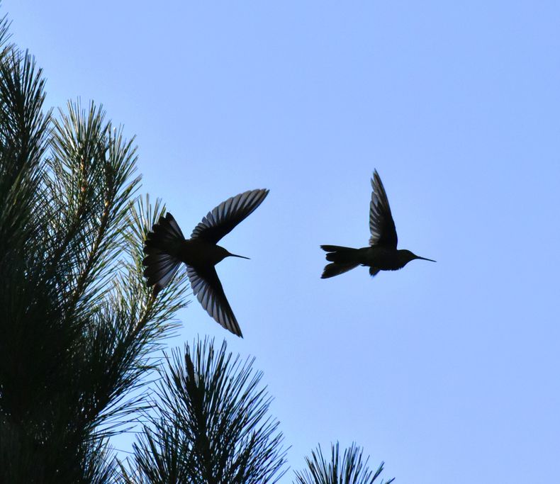 Aves de los Humedales de Pichilemu, Picaflor Gigante